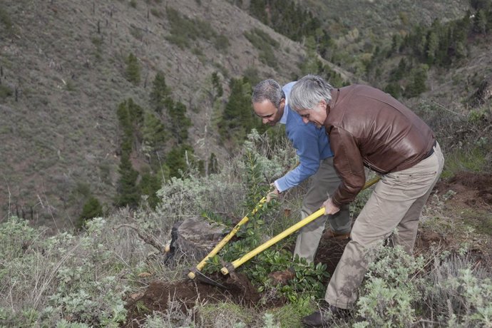 Cabildo de Gran Canaria y British American Tobacco reforestan las cumbres de Gra
