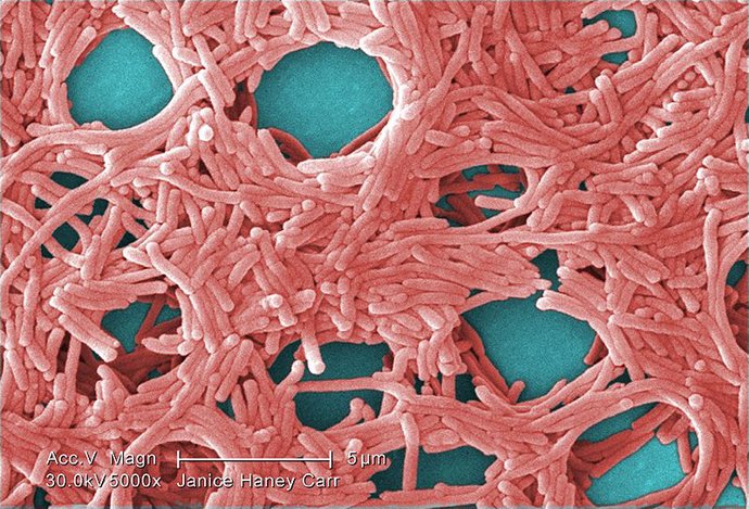 Bacteria Legionella