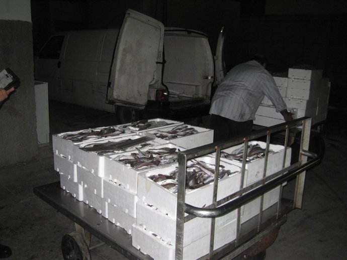  Decomisan 480 kilos de merluza de talla antirreglamentaria en Sanlúcar