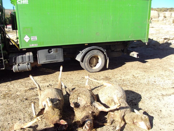 Ovejas muertas tras el ataque de lobos en Ávila.
