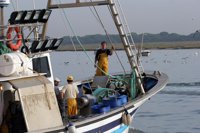 Los ministros de la UE abordarán el lunes el bloqueo de las negociaciones del plan de gestión de la anchoa