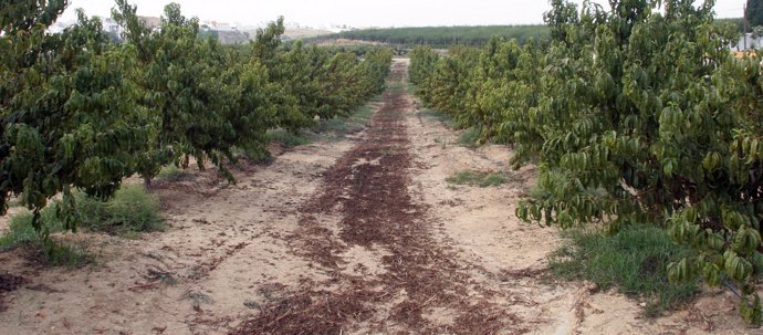  Árboles frutales en Andalucía