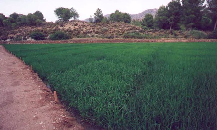 Imagen una plantación en Calasparra