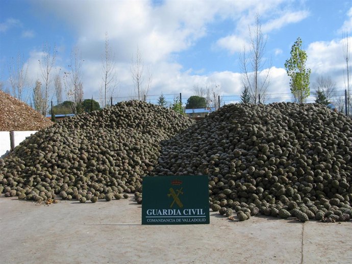 Cuarenta toneladas de piñas de procedencia ilícita intervenidas en Peñafiel (Val