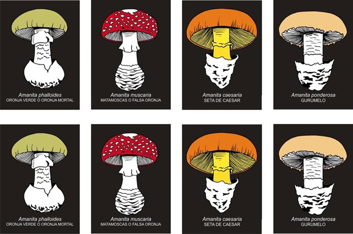 El Instituto Virgen de las Nieves de Granada ha organizado para esta semana las 