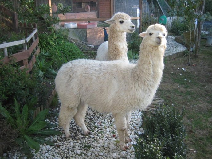 alpacas