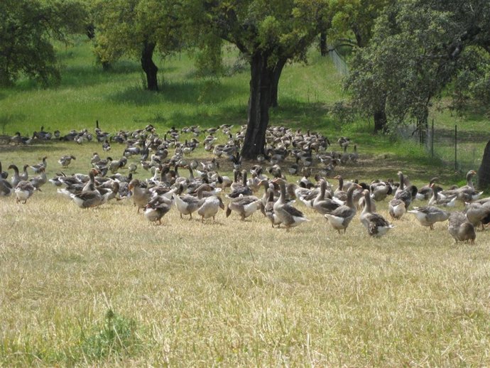 Gansos en la dehesa sevillana