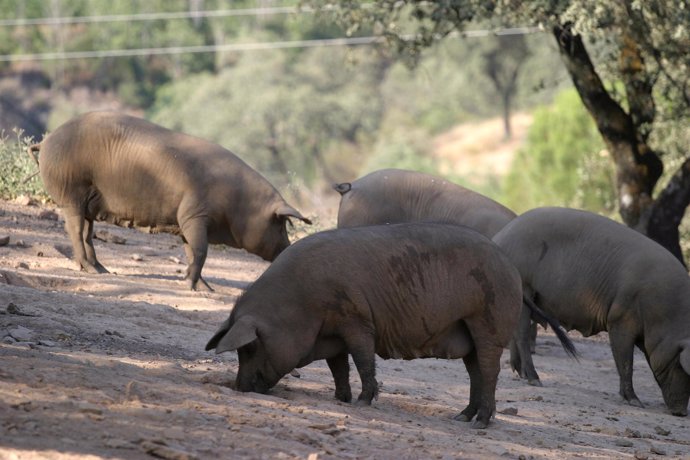 Cerdos ibéricos de pata negra en la serranía de Huelva