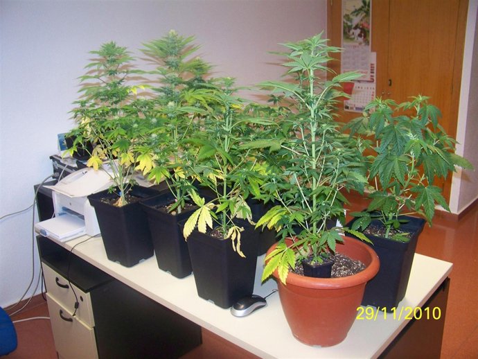 AGENTES DE LA POLICIA LOCAL DE ALCANTARILLA DETIENEN AL PROPIETARIO DE UNA VIVIE