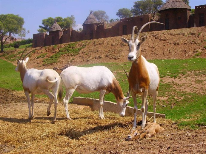 El grupo de orix dama del parque Terra Natura Murcia crece con el nacimiento de 