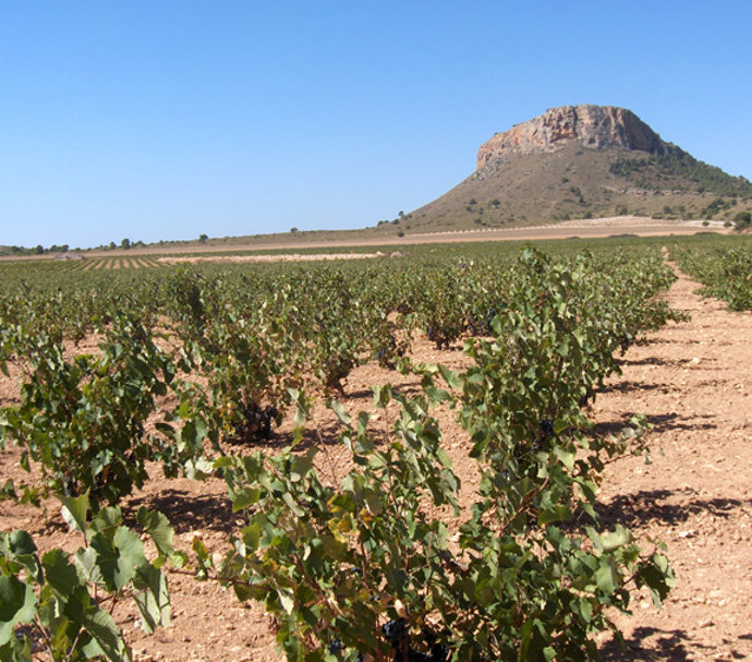Las lluvias benefician el campo en Jumilla
