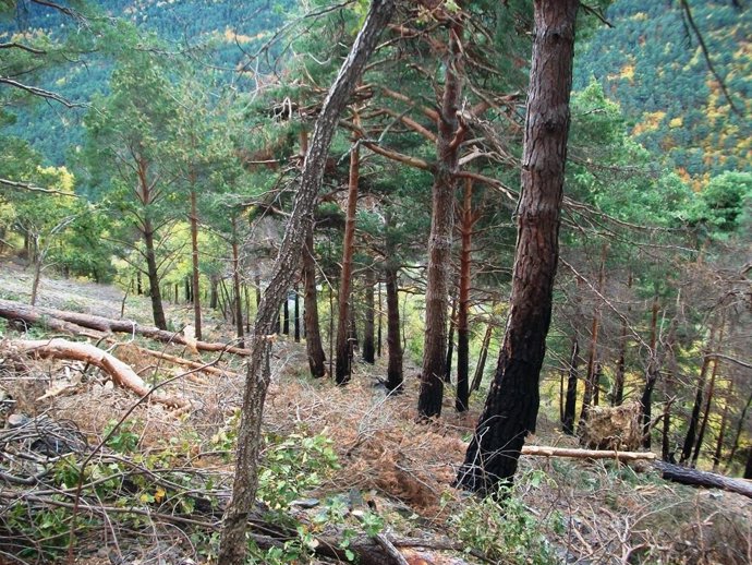 Limpian más de 20 hectáreas de bosque de Aran
