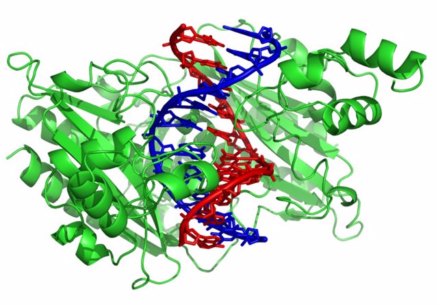 ADN