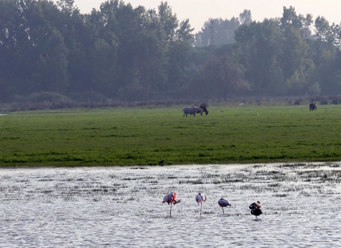Parque Natural de Doñana