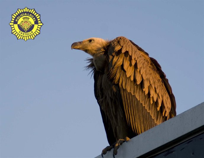 El buitre localizado
