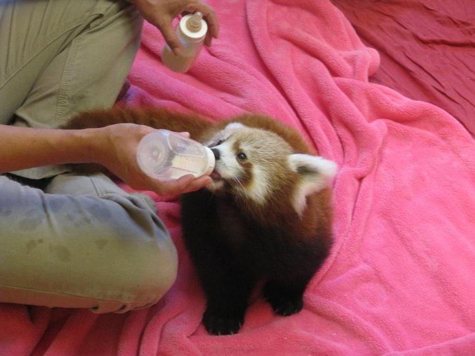 Panda rojo o Firefox