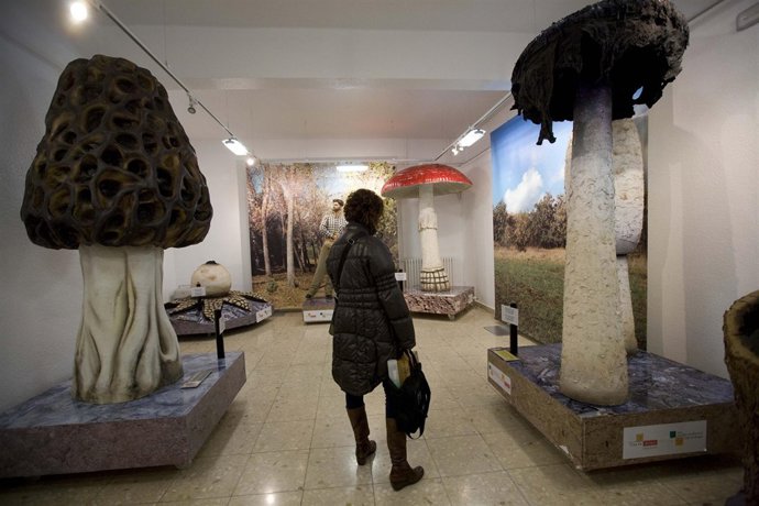 Exposición 'Revuelto de setas'