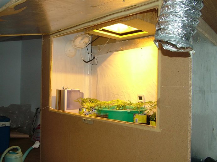 Plantación de marihuana en un trastero de Santo Tomás de las Ollas