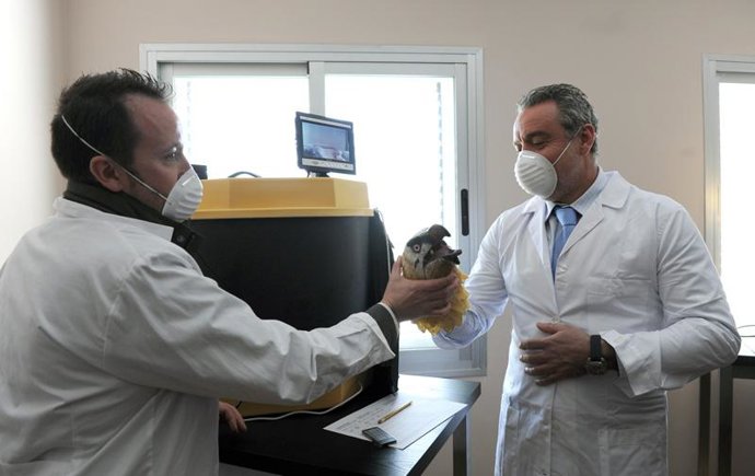 Aragón estrena el primer centro de cría de quebrantahuesos en aislamiento humano