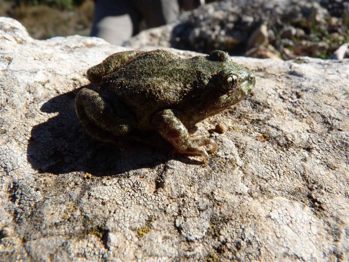 Agricultura favorece la expansión del sapo partero bético 
