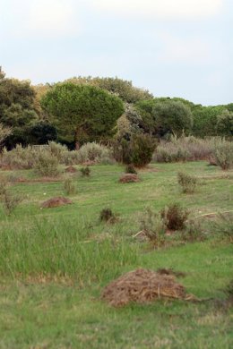 Parque Natural de Doñana