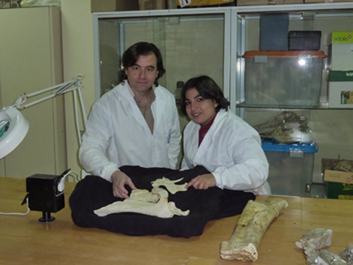 Restos del dinosausio descubierto en Arén