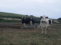 El Gobierno destaca que los reglamentos comunitarios darán más seguridad jurídica al sector lácteo