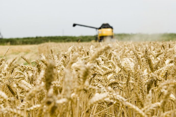 Campo de cereal