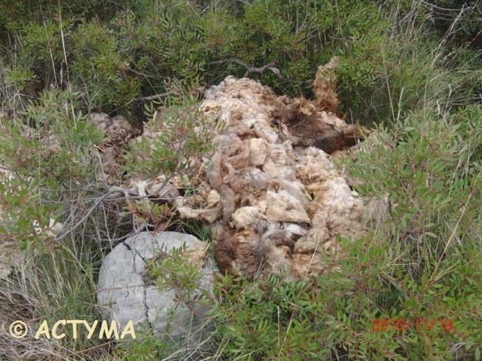 Restos de la muerte de corderos durante el Aid al Adha en Tarragona