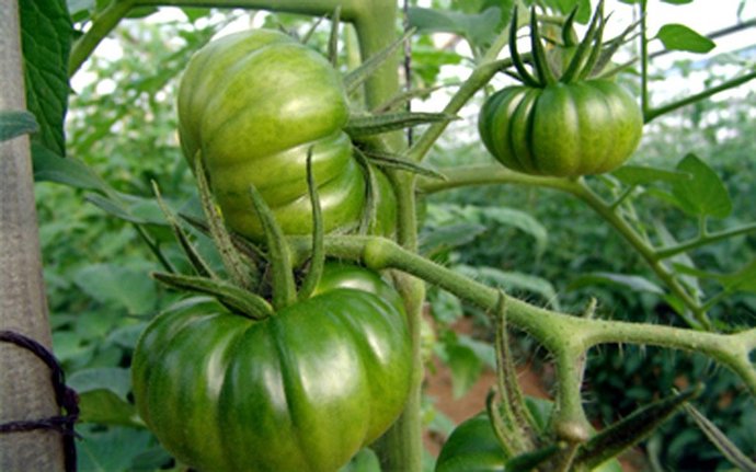 [Medios] Ndp: COMIENZA LA TEMPORADA DE TOMATE RAF, LA HORTALIZA GOURMET DEL CAMP