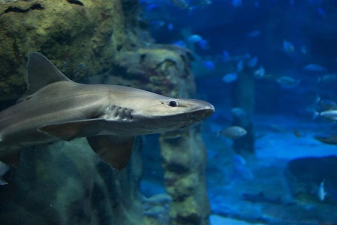 Tiburones del Aquarium de San Sebastián