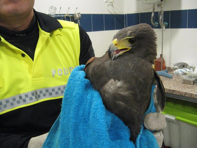 El ejemplar de águila Harris capturado por Bomberos y Policía Local