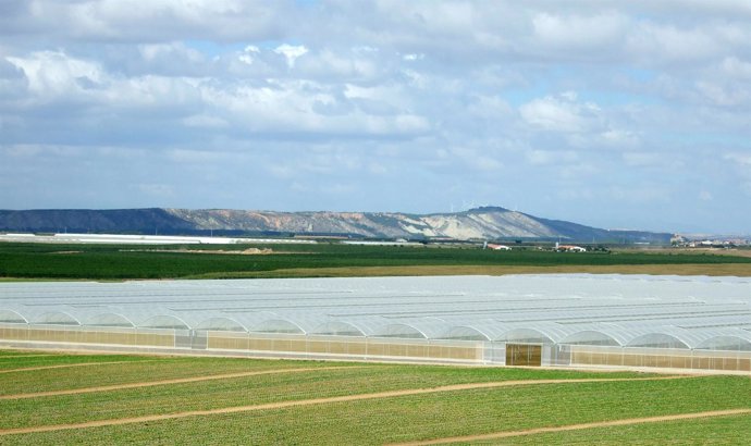 Florette invierte 5 millones de euros en el mayor invernadero de España.