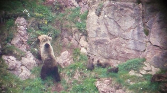Un ejemplar de oso en Asturias