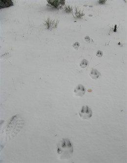 Nota De Prensa Sobre La Presencia De Lobo En La Sierra De Guadarrama