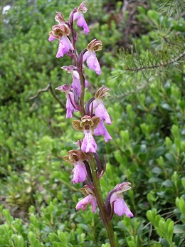 La orquídea 'Orchis spitzelii', en peligro crítico de extinción en Catalunya