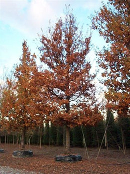 Imagen de uno de los árboles perteneciente al lote del vivero del Quercus que se