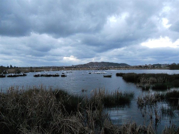 Garcillas Bueyeras llegando a la marisma al atardecer
