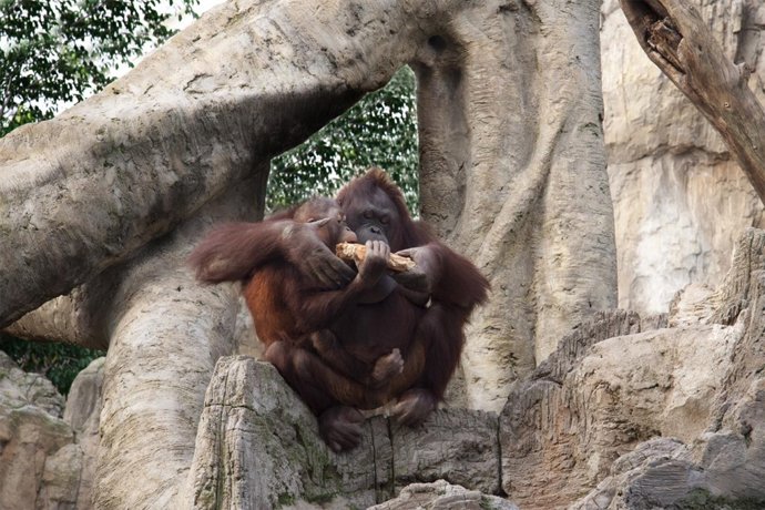 El orangután Banggi en su cuarto cumpleaños