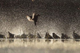 Estorninos en una laguna. Concurso Seo/Birdlife