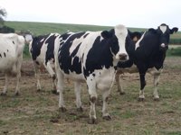 El Gobierno destina a Castilla y León 504.760 euros para programas ganaderos