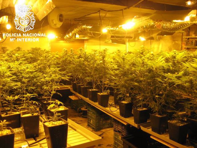 Plantación de marihuana descubiera en Alzira.