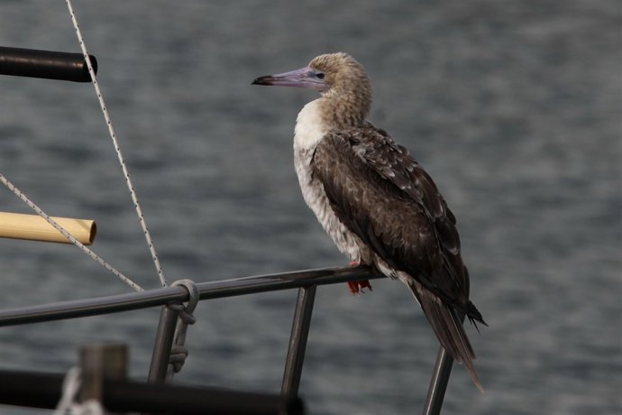Alcatraz patirrojo avistado en L'Estartit (Girona)