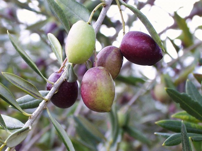 Aceitunas coloradas