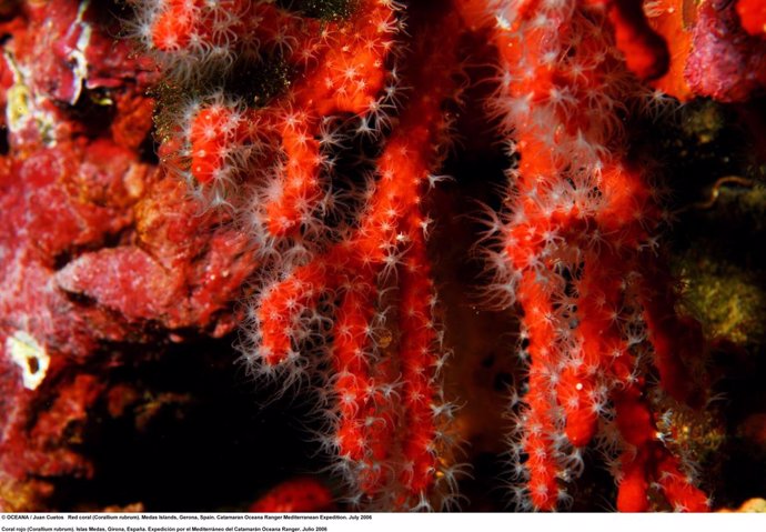 Coral Rojo (Corallium rubrum) en las islas Medas, en Gerona, España. Tomada desd