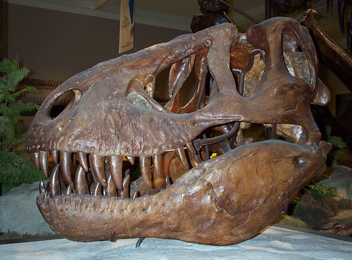 El carnívoro tiranosaurus comía habitualmente vegetales El carnívoro tiranosaurus comía habitualmente vegetales