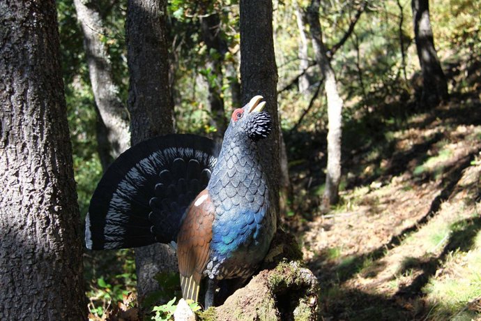 Urogallo del cantábrico