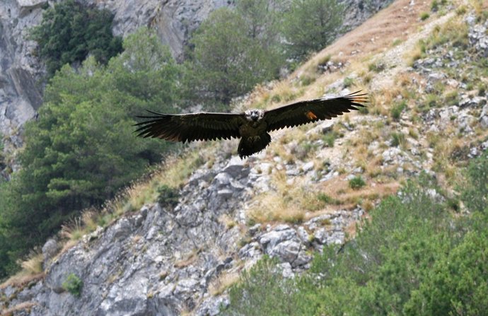 Nota De Prensa De La Evolución De Las Liberaciones De Quebrantahuesos De 2010