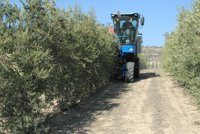 Temporal.- Organizaciones agrarias afirman que la lluvia no afecta "gravemente" a la recogida de la aceituna
