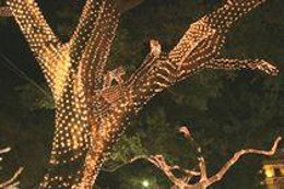 Detalle de árbol iluminado en Navidad en la capital